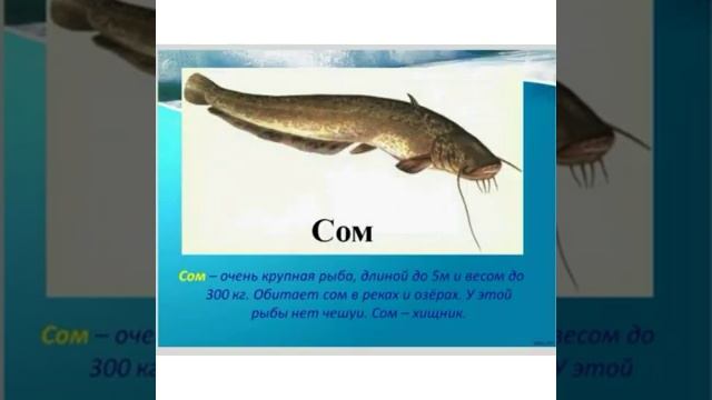 Русский язык Морепродукты