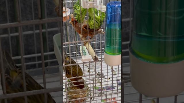 #canario #bird #canaries #canarybirds #canários #animal #petanimals #canary #parrot #petbirds смотреть онлайн