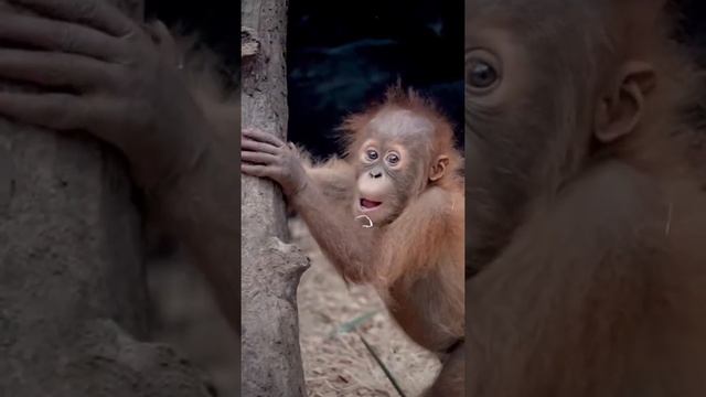 Пражский зоопарк/ Prague Zoo смотреть онлайн