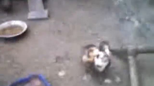Crazy Утка смотреть онлайн