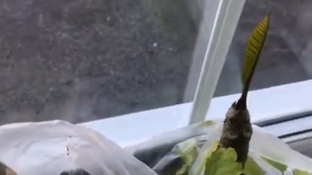 03 How to grow plumeria from cutting, after 4 mounts смотреть онлайн