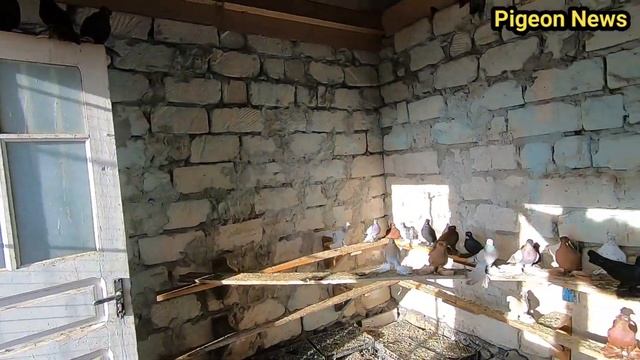 КАК НАВСЕГДА ИЗБАВИТСЯ ОТ СЫРОСТЬ В ГОЛУБЯТНЕ смотреть онлайн