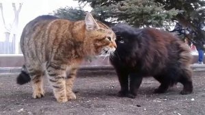 Мартовские коты поют свои «боевые песни» :)
