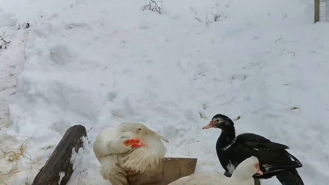 Птица в Сочельник) смотреть онлайн