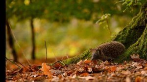 Бедный ежик. Детская песенка