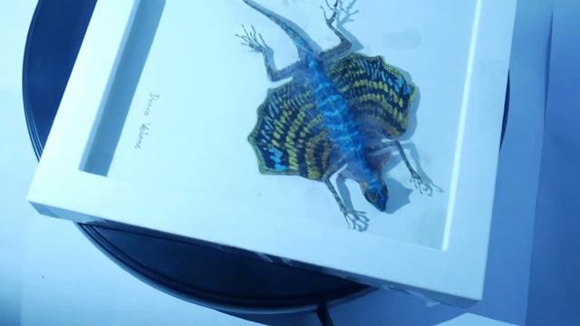 Draco Volans -  Flying Dragon Lizard Taxidermy  ( Yes  , Dragons Are Real )