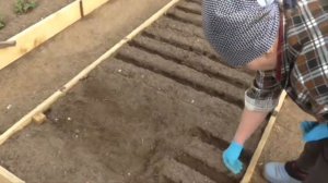 3 варианта посева моркови с защитой от морковной мухи. Как посеять морковь.