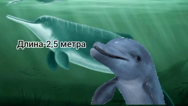 Кто такие Речные Дельфины?Факты об речных дельфинах!AnyWild смотреть онлайн