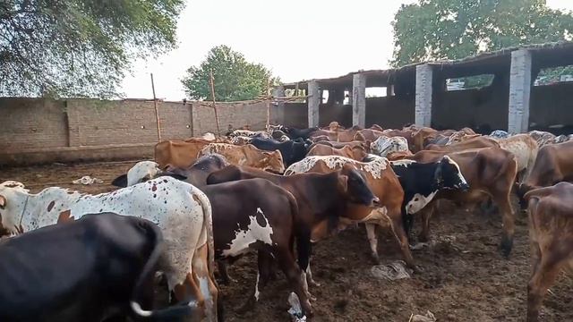 1 month facebelty report vacha farming in Pakistan how to start vacha farming|Business talks offici смотреть онлайн