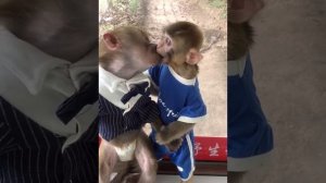 воспитание  обезьян