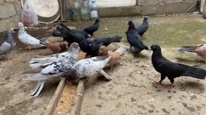 Бакинские голуби Легенды Голубеводства Мирзоева Машалла в г.Дербент, р.Дагестан.