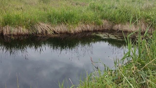 Пол дня искал эту канаву и не зря!!! Рыба есть, ловить нужно уметь.Часть 2 #рыбалка #рыбалка2023 смотреть онлайн