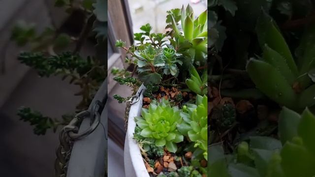Суккуленты каменная роза в горшке смотреть онлайн