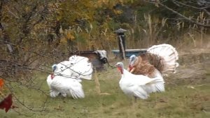 Domestic bird . Индюки. Жизнь домашних животных. Домашние индюки. Видео для детей.