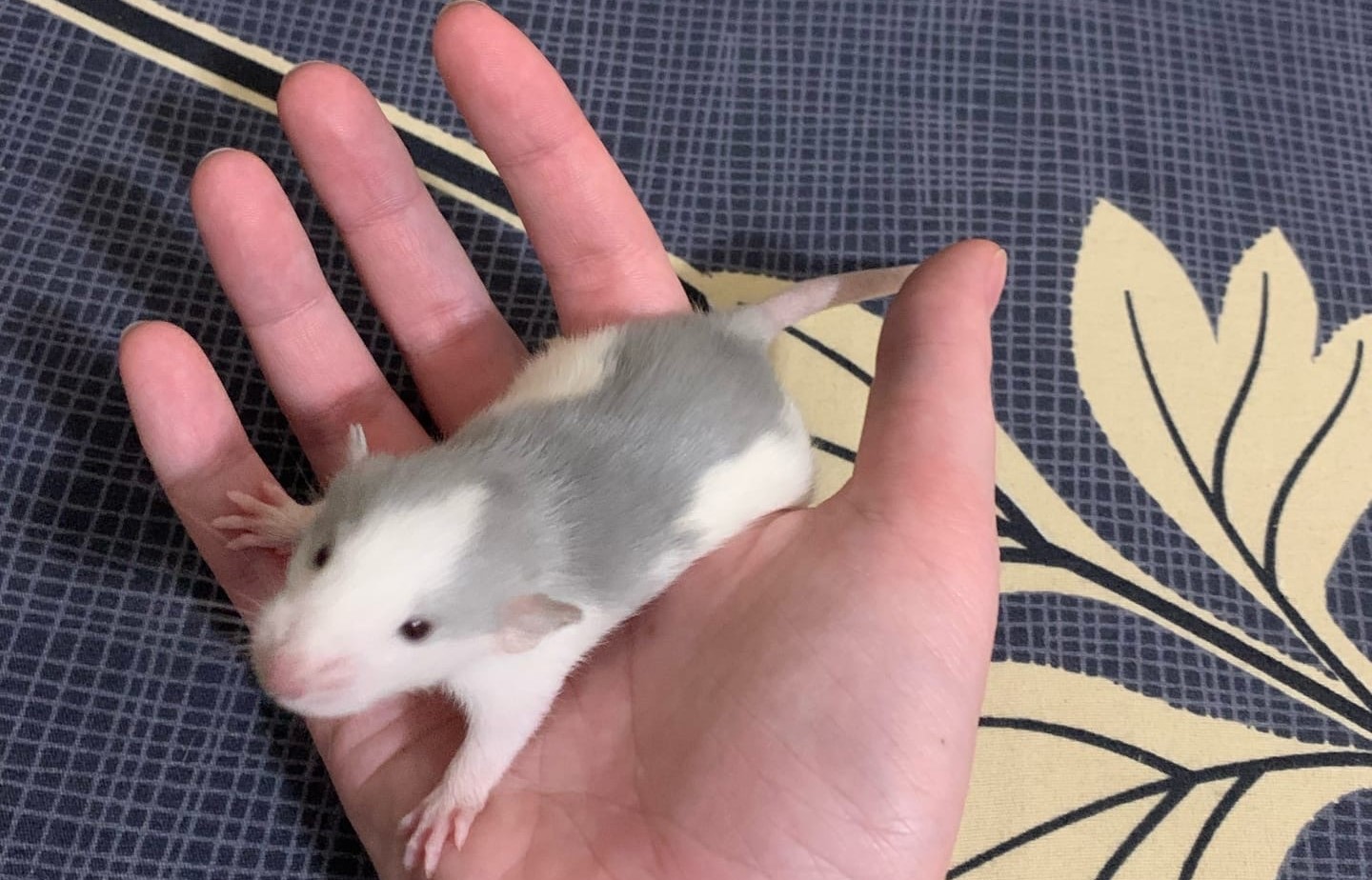 КРЫСЯТАМ 18 ДНЕЙ ОТ РОДУ смотреть онлайн