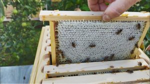 13. Семья которая вышла из зимовки на одной полурамке   Часть вторая.