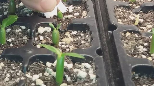 Адениумы. Посев, мои ошибки смотреть онлайн