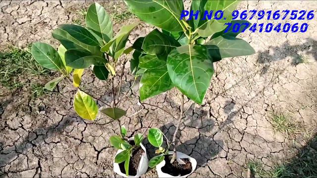 all time pink jackfruit (badamasi pink kathal) Ph. 📞9679167526/7074104060 смотреть онлайн