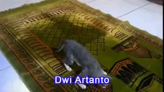 Кошка делает намаз смотреть онлайн