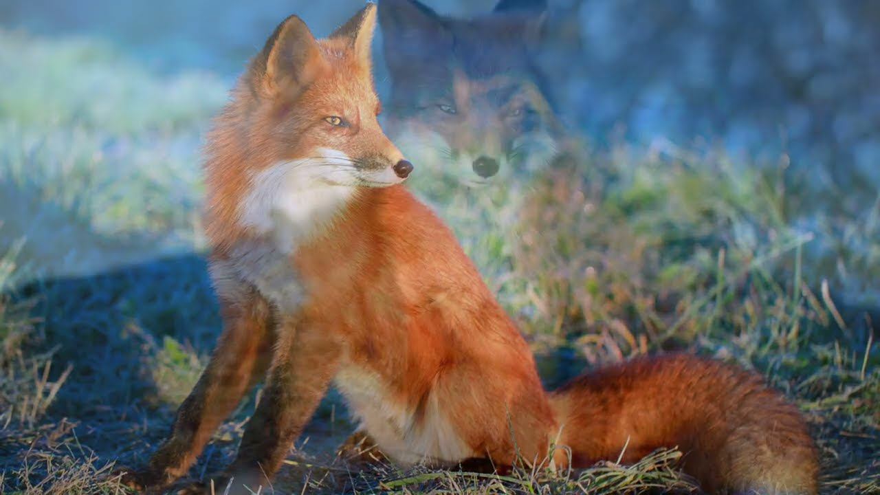 48 ЛИСА И ЗМЕЯ - Аварская Сказка - Читает Анастасия Рахманова смотреть онлайн