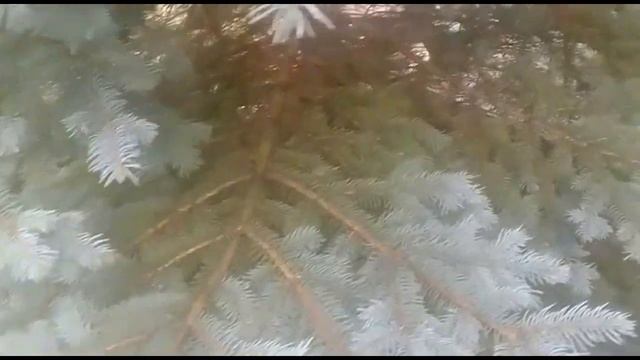 Спасает ли эта дача от голода? смотреть онлайн