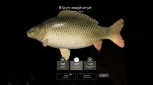 Эксперимент сборки на Карпа и Амура за 1000 монет❗ Русская рыбалка 4❗ РР4❗ Карп❗Амур ❗ Эксперимент❗