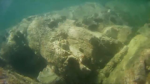 Дальневосточный трепанг, ナマコ (Apostichopus Japonicus)