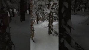 nub #sidecountry #snowboarding #trees
