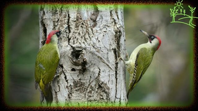 Голоса птиц Как поёт Зелёный дятел (Picus viridis) смотреть онлайн