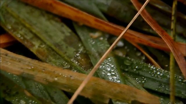 Nikon D5100 Nikkor 18-105 Autofocus Video Test