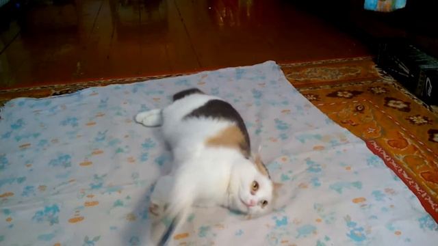 Бешеная кошка