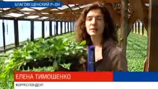 земляничный король смотреть онлайн