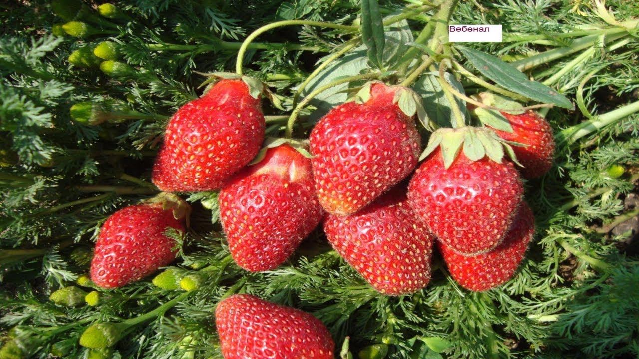 16 АПРЕЛЯ В СИБИРЬ ИДУТ МОРОЗЫ ДО -10 , СПАСАЕМ БУДУЩИЙ УРОЖАЙ ЗЕМЛЯНИКИ . смотреть онлайн