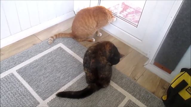 Кошки на даче. Чистота прежде всего. смотреть онлайн