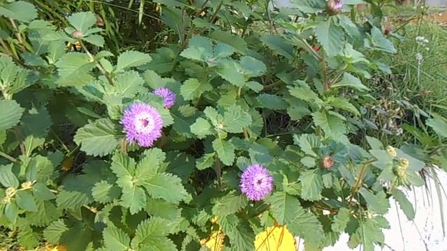 Violet Flower Penang Georgetown DSCN02382012flora Violet Flower Georgetown Penang .avi