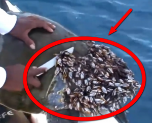 Большую черепаху чуть не съели паразиты