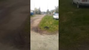 Трицикл на базе питбайка и мотороллера муровей