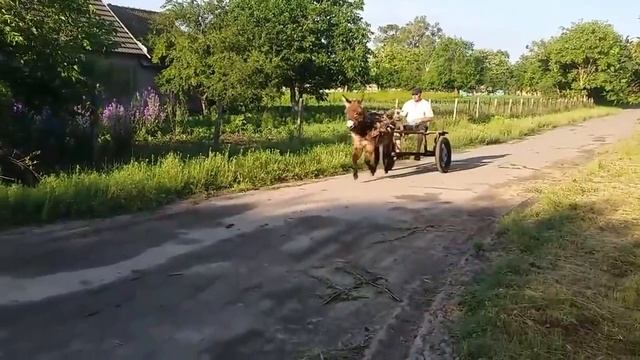 Испытание самодельной двуколки для покатушек смотреть онлайн