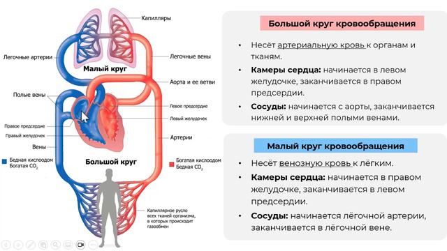 Сердечно-сосудистая система/ Подготовка к ОГЭ смотреть онлайн