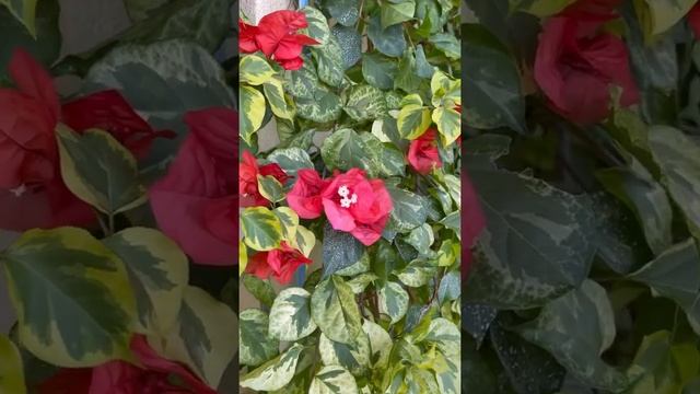 San Diego red variegated бугенвиллия / bougainvillea смотреть онлайн