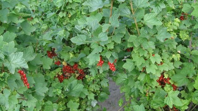Плодоношення раньої пурички Йонкер Ван Тетс. Збір урожаю 19.06.17 смотреть онлайн