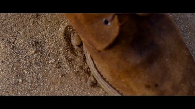 Official Trailer - CODE 7... VICTIM 5 (1964, Lex Barker, Ann Smyrner, Dietmar Schönherr) смотреть онлайн