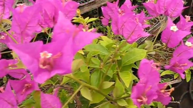 БУГЕНВИЛИЯ    ХЕЛЕН-ТРЕХРЕЧНЫЙ.РФ