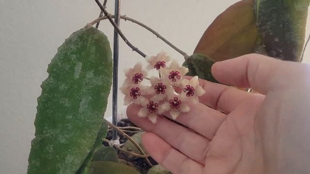 Hoya caudata. Flowering. Хойя Каудата,цветение и уход. смотреть онлайн