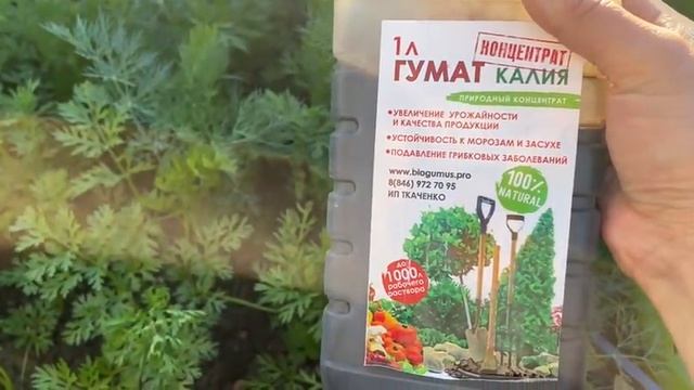 ВАША МОРКОВЬ И СВЁКЛА ПОРАДУЮТ УРОЖАЕМ, ЕСЛИ ВОВРЕМЯ СБАЛАНСИРОВАННО ПОДКОРМИТЬ!