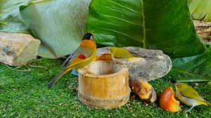 Cat TV for Cats to Watch 😺 Countless Birds and Squirrels🦜🦜 🐿🦜🦜 24 Hours 4K HDR 60FPS