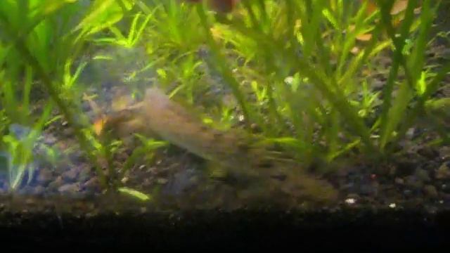 Polypterus Bichir Delhezi смотреть онлайн