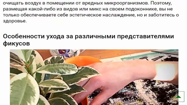 Фикус Уход за фикусом смотреть онлайн