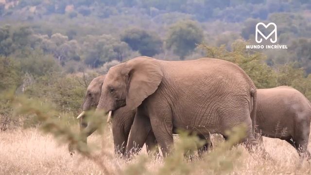 ELEFANTE SALVA BÚFALO DE LEÃO смотреть онлайн