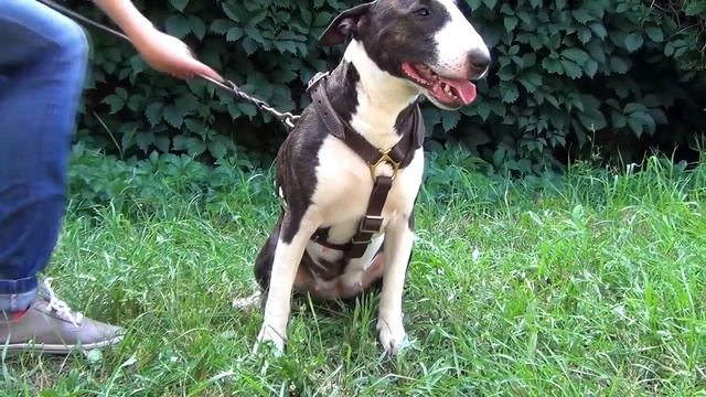How to put on and take off the dog harness - Quick Tutorial смотреть онлайн